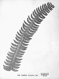 Polystichum lonchitis image